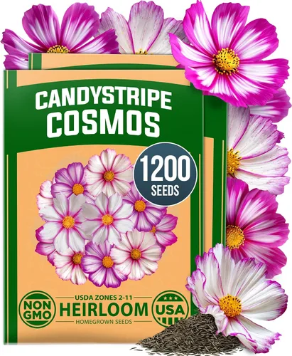 Vista 42 de HOME GROWN Semillas de Hollyhock de doble mezcla de Chater, 200 semillas