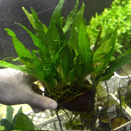 Vista 4 de Helecho de Java de raíz desnuda Microsorum Pteropus - Planta de acuario de agua dulce de baja luz