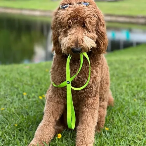 Vista 77 de Blueberry Pet - Correa Essentials clásica para perro con más de 20 colores, duradera, doble asa y de cuerda