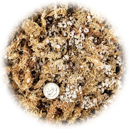 Vista 3 de Sphagnum - Mezcla para macetas de musgo para plantas carnívoras, mezcla de musgo y perlita para macetas, trampas para moscas Venus, sarracenia