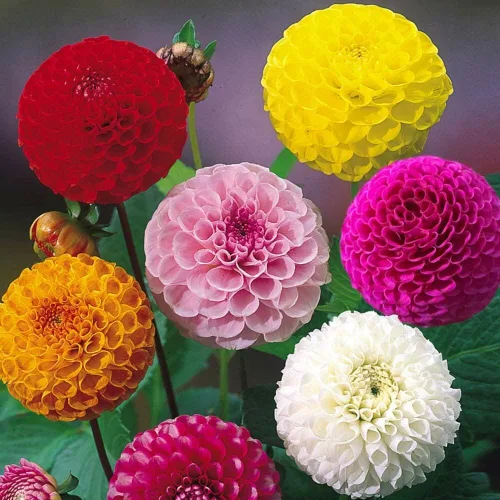 Vista 3 de Semillas Pompon Dahlia Mix - Flores anuales para plantar - Sin OMG