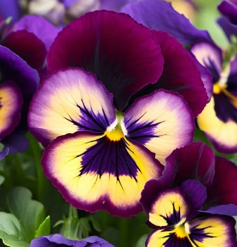 Vista 7 de Viola wittrockiana 'Swiss Giants' (Pansy, Mixed) Semillas de flores, grandes, flores vistosas, aspecto distintivo, altamente atractivo