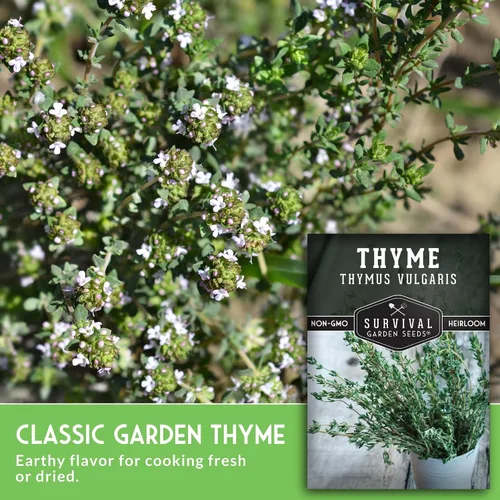 Vista 3 de Semillas de tomillo para plantar en interiores o exteriores, semillas de tomillo inglés (Thymus Vulgaris) para jardines de hierbas del hogar