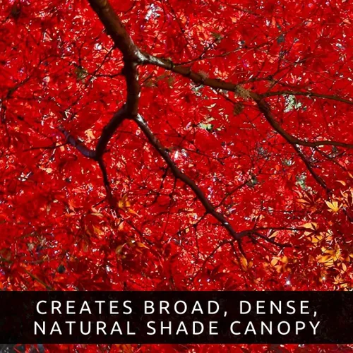 Vista 6 de 30 semillas de arce rojo para plantar al aire libre (Acer rubrum) - Árbol de sombra nativo de rápido crecimiento - Follaje rojo brillante de otoño
