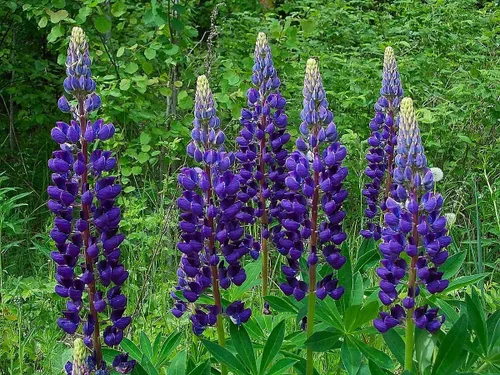 Vista 3 de Semillas Blue Lupine King Canute Flores Perennes