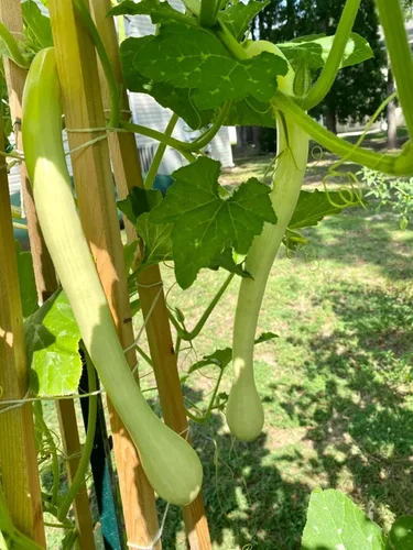 Vista 4 de TomorrowSeeds - Semillas de calabaza Tromboncino - Más de 30 unidades - para plantar 2026 Zuchetta Rampicante Trombetta Tromboncino Calabacín