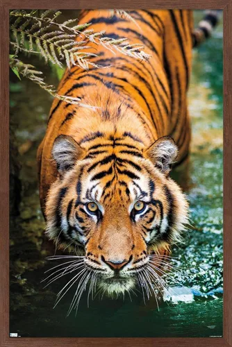 Vista 16 de Trends International Tiger - Póster de pared de agua, 14.725 x 22.375 pulgadas, versión enmarcada de madera de granero