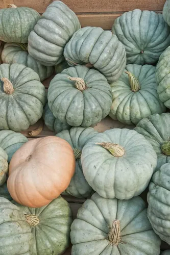 Vista 3 de Semillas de calabaza azul Queensland Paquete de 10 semillas Fácil de cultivar