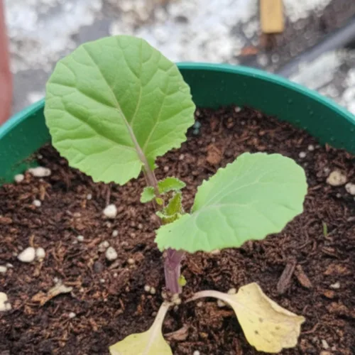 Vista 8 de Seed Needs Purple Top Rutabaga Seeds to Plant Heirloom & GMO 1 paquete