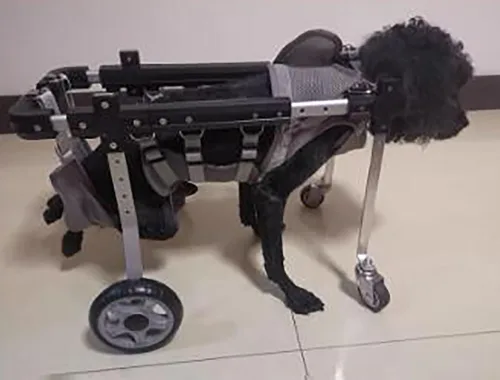 Vista 2 de Silla de ruedas para perros, silla de ruedas para perros de apoyo completo para patas delanteras/traseras, carrito para mascotas de 4 ruedas