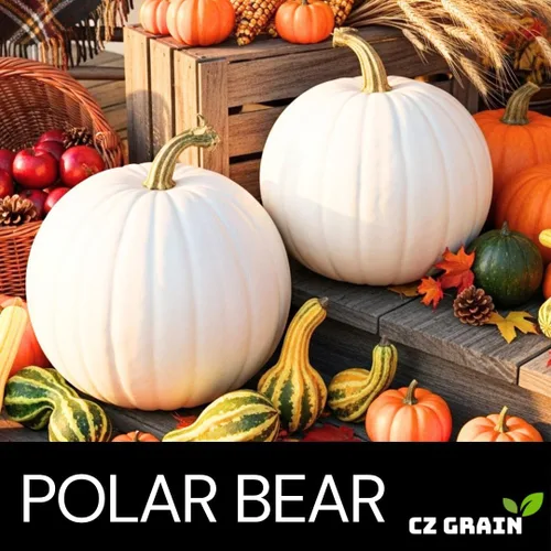 Vista 2 de Semillas de calabaza de oso polar para plantar (10 semillas) – Variedad de calabaza blanca gigante rara – Cultiva impresionantes calabazas de 50 a