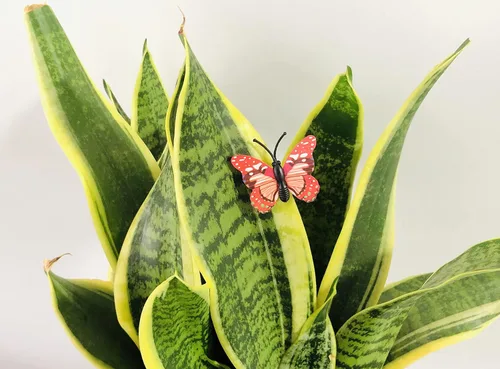 Vista 5 de 100 calcomanías de mariposa coloridas, calcomanías de pared de mariposa 3D, decoración de pared de mariposas de plástico para fiesta de cumpleaños