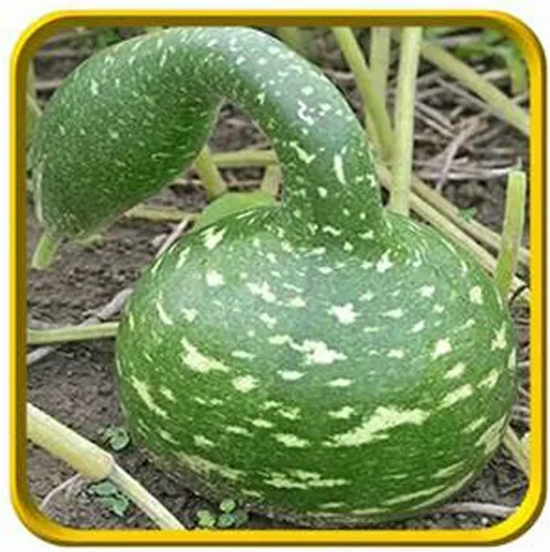 Vista 2 de Semillas de calabaza de cisne moteadas, paquete de 25 semillas, producto estadounidense. Embalado por JACOBS LADDER ENT. (25)