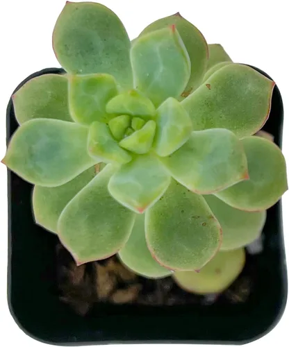 Vista 7 de Plantas suculentas vivas de 2", Aeonium 'Superbang', suculentas mini en maceta, planta de interior de fácil cuidado, regalos únicos, decoración