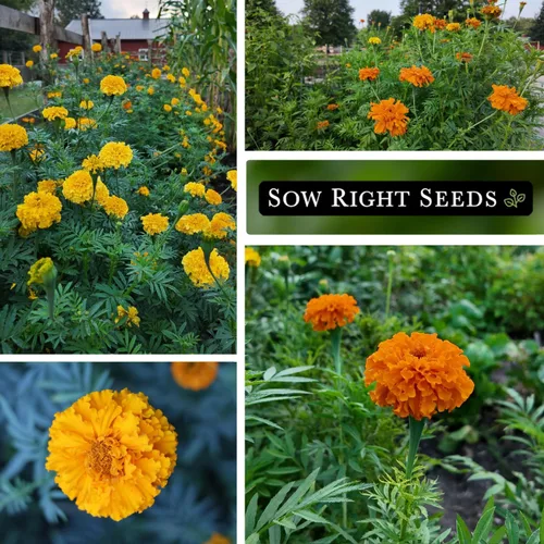 Vista 4 de Semillas de semillas de caléndula africana Crackerjack para plantar flores, paquete de 2 Plants non-GMO heirloom annual variety for outdoor home