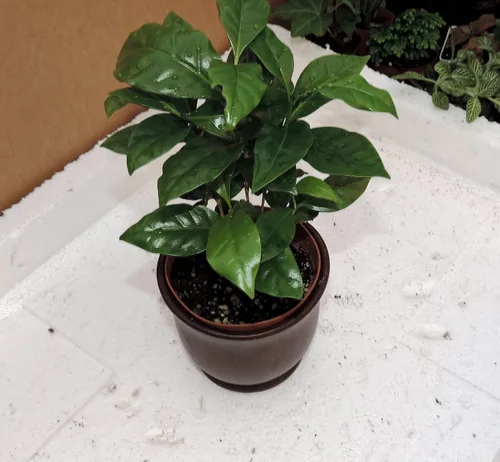 Vista 2 de Planta de café arabica 8 pulgadas de alto - 4 "olla de cerámica única from-jmbamboo