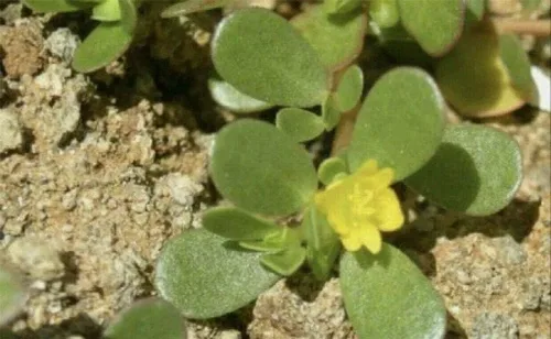Vista 2 de Más de 1500 semillas de verdolaga Plantas verdes Semillas frescas de jardín