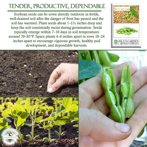 Vista 5 de Semillas de soja (Glycine max) – Más de 25 semillas sin OMG y reliquias de Isla's Garden Seeds, frijoles comestibles nutritivos para cultivo