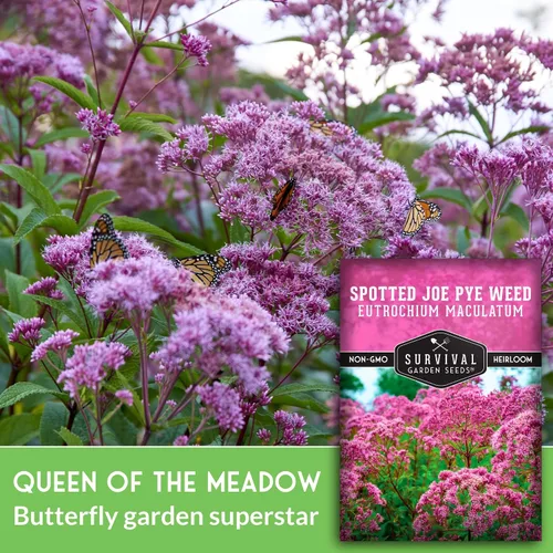Vista 3 de Spotted Joe Pye Weed Semillas de flores silvestres para plantar (paquete de 1)