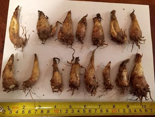 Vista 6 de Tuberose Single Mexicano Pequeña Caja Plana Llena de Bulbos FRAGRANT Polianthus