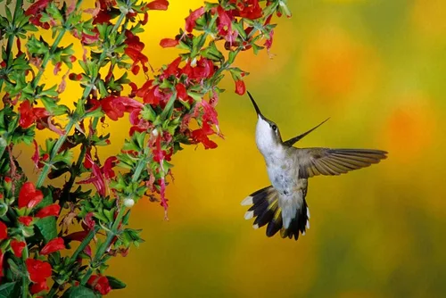 Vista 2 de Semillas de flores de salvia sanguina 50 semillas Excelente planta de colibrí