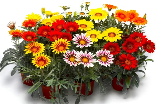 Vista 4 de Showy Gazania Flower Mix Perenne 100+ semillas para plantar flores del tesoro sin OMG Margarita africana