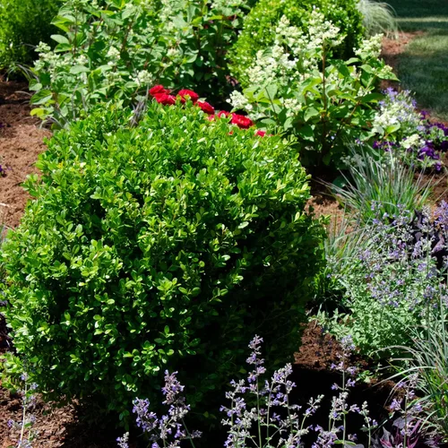 Vista 5 de Blooming & Beautiful - Freedom Boxwood - 3 galones - NewGen - Arbusto de boj de hoja perenne mediano - Follaje verde brillante - Crecimiento rápido