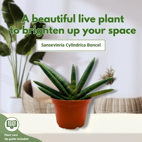 Vista 3 de BubbleBlooms Sansevieria Boncel Starfish - Planta de serpiente rara de 6 pulgadas