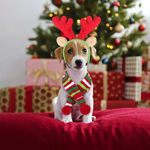 Vista 7 de BWOGUE Conjunto de Diadema de Cuernos de Alce Reno de Navidad para Perro y Bufanda de Rayas Rojo-Blanco-Verde, Disfraz de Navidad para Mascotas