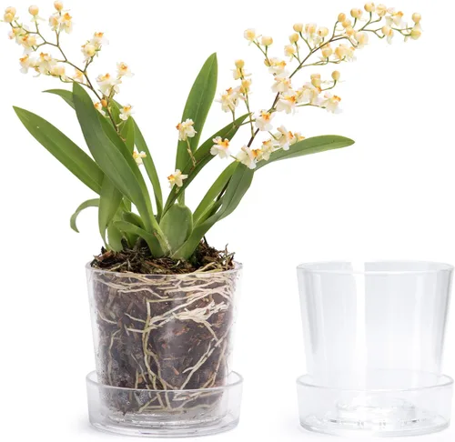 Vista 17 de Maceta Phoenix Vine de 3.5 pulgadas de acrílico transparente con bandeja, maceta para orquídeas con agujeros de drenaje, platillo profundo