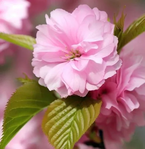 Vista 7 de Prunus serrulata (Cereza Japonesa, Sakura, Cereza Colina, Cereza Oriental, Cereza de Asia Oriental) Semillas de árbol, Flores vistosas, Semillas