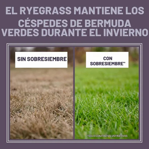 Vista 15 de Pennington Semilla anual de pasto de Ryegrass 10 lb