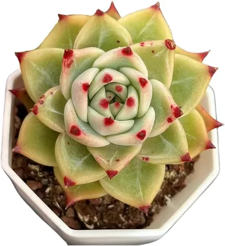 Vista 2 de Echeveria Agavoides Blue Dragon – Planta suculenta viva – 3 pulgadas – Tolerante a la sequía, bajo mantenimiento, perfecta para decoración