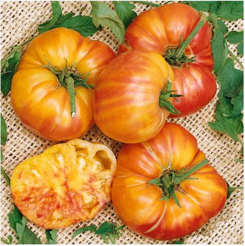 Vista 2 de everwilde explotaciones – Orgánico reliquia de Old German Tomate Semillas – El oro Vault Packet