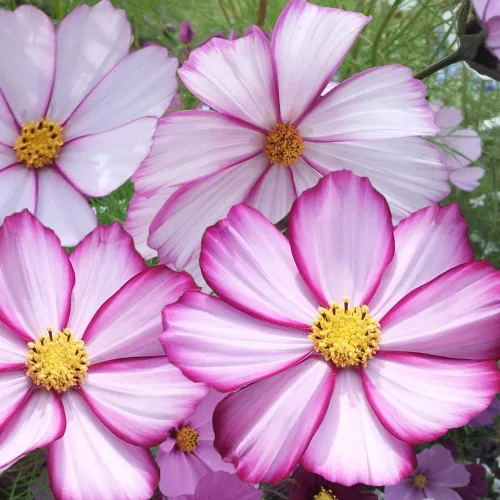Vista 6 de Semillas Cosmos Pikoti Mix (Mexican Aster) Flores anuales para plantar sin OMG