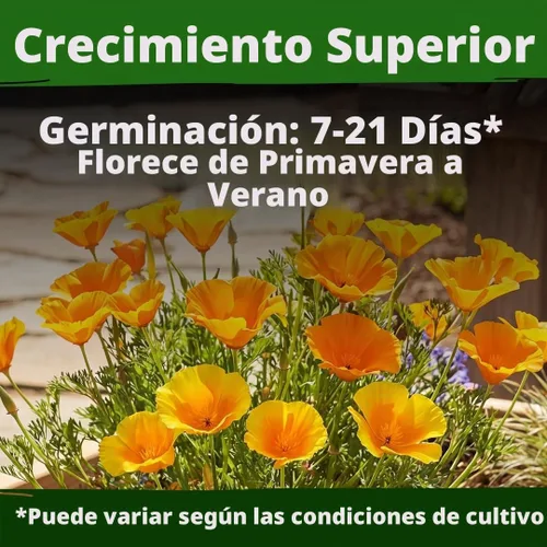 Vista 3 de HOME GROWN Golden West Poppy 6000 Semillas de flor Eschscholzia californica