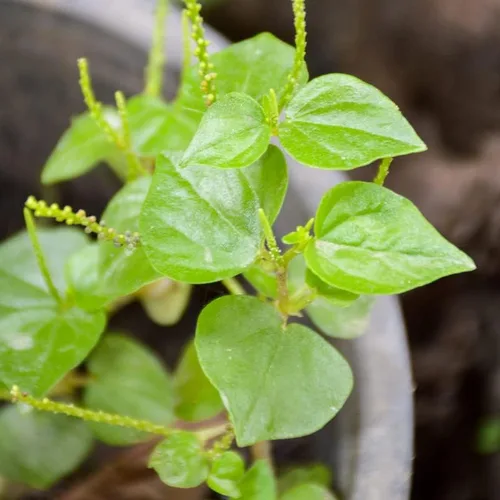 Vista 2 de 2000 Rau Cang Cua Arbusto Brillante Garra De Cangrejo Hierba Peperomia Pellucida Semillas Plantación Adornos Jardín Perenne Fácil de Cultivar