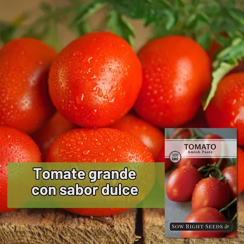 Vista 8 de Sow Right Seeds - Pasta Amish Semilla de tomate para plantar tomates