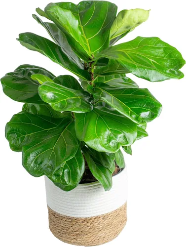 Vista 11 de Costa Farms Ficus Lyrata, higo vivo de hoja de violín, árbol de interior, Jardinera de decoración