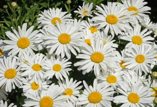 Vista 2 de 1000 semillas de flores de margarita enana de princesa plateada, sin OMG, semillas cultivadas en Estados Unidos, siempre frescas