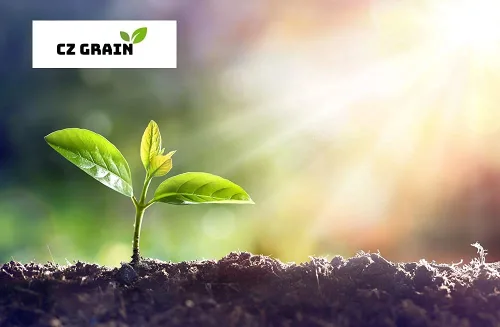 Vista 2 de 40 semillas de garbanzo para plantar - Cultiva garbanzos