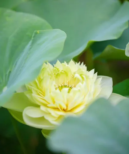 Vista 3 de Más de 15 mini tazones de semillas de loto para patio y estanque, hermosos contenedores de flores de agua, estilo bonsái, variedad de loto sagrado