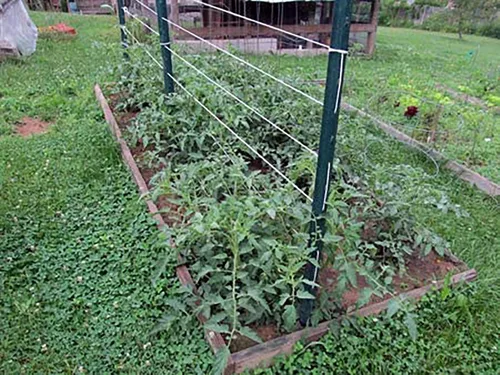 Vista 8 de Guita de jardín para atar tomate de 6300 pies