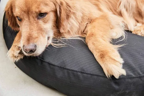 Vista 3 de K9 Ballistics Cama redonda resistente para perros, funda extraíble, lavable, duradera y resistente al agua para interiores y exteriores, pequeña