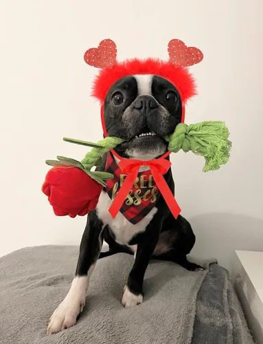 Vista 5 de Traje de San Valentín para perro, bandana para perro y diadema de corazón, disfraz de día de San Valentín para perro