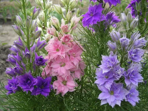 Vista 6 de Semillas Enanas Larkspur Mix- Bajo Delphinium - Flores anuales para plantar - Sin OMG