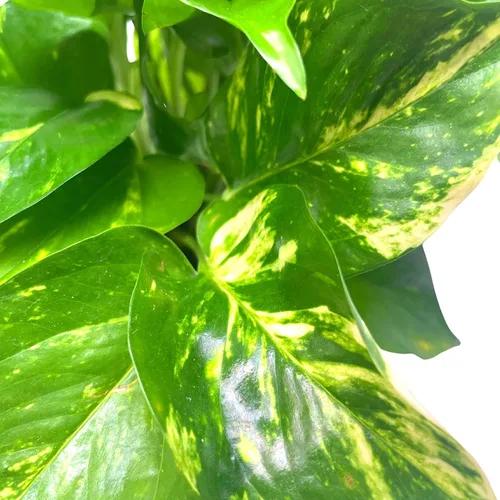 Vista 8 de BubbleBlooms Pothos dorados, Pothos abigarrados de 6 pulgadas, Epipremnum aureum, Hiedra del Diablo