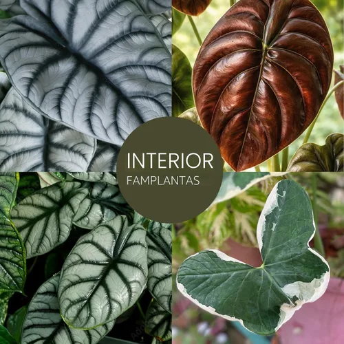 Vista 3 de Colección de Plantas Alocasia (paquete de 4) - Cuprea, Ratón Mickey, Dragón Plateado, Escala de Dragón - Raras Plantas de Interior, Plantas Exóticas