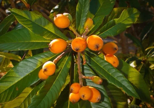 Vista 3 de Planta de plántulas de árbol frutal de LOQUAT de ciruela japonesa suculenta dulce