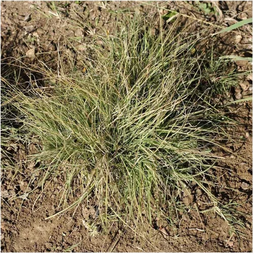 Vista 2 de Everwilde Farms - Semillas de hierba nativa de Buffalo Grass de 1 onza - Gold Vault